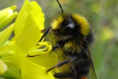 56-steinhummel-7-11
