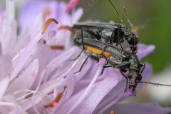 57-gem-scheinbockkaefer-5-11