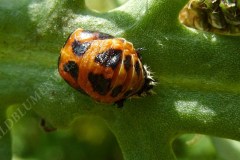 59-mairenkaefer-bei-der-verpuppung-7-09