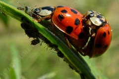 60-asiatischer-marienkaefer-07-08