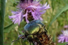 61-rosenkaefer-besucht-w-flockenblumen-07-08
