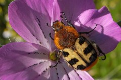 62-pinselkaefer-besucht-kornrade-5-11